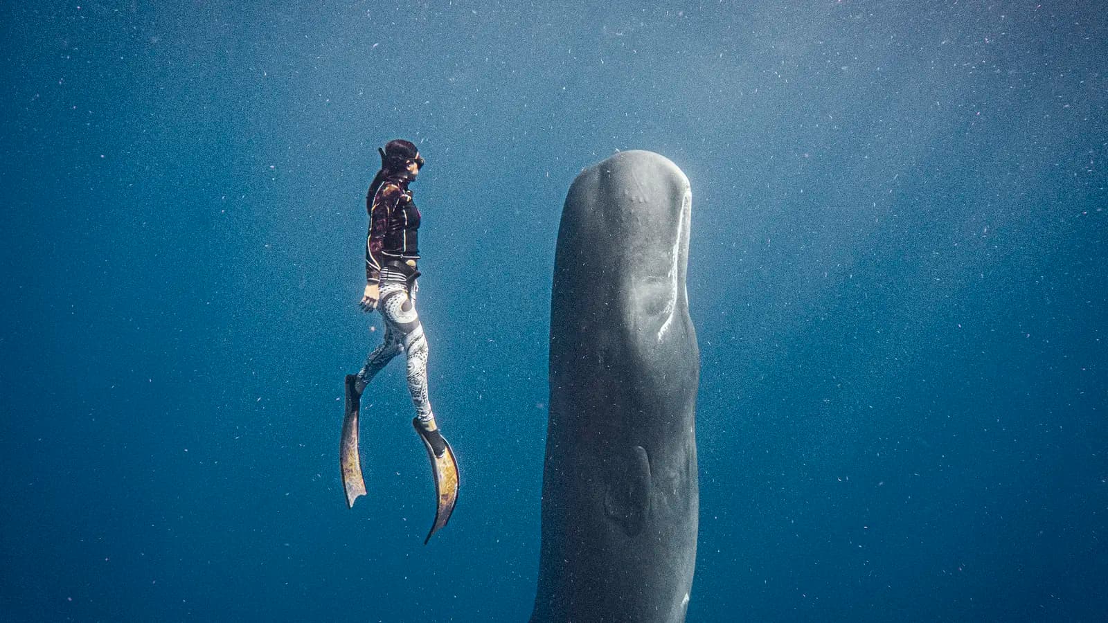 Dominica: Whales, Waterfalls & the Wild Caribbean