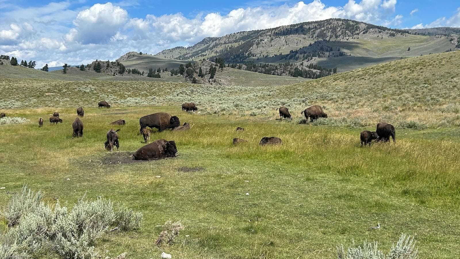 Journeys: Iconic Wildlife of Yellowstone and Grand Teton