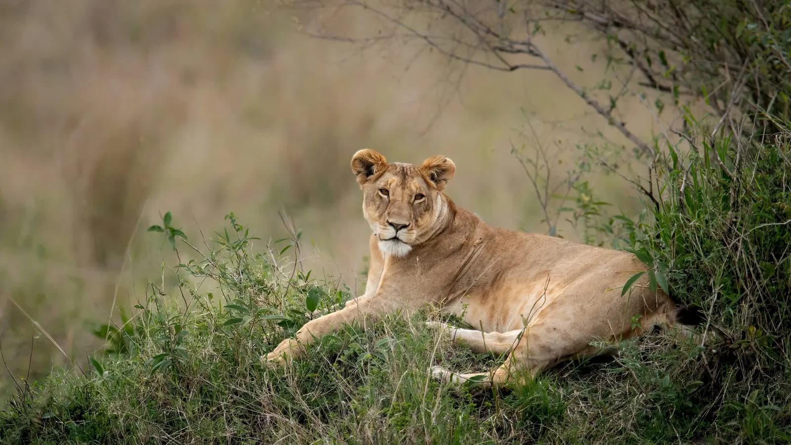 Signature: South Africa's Kruger National Park