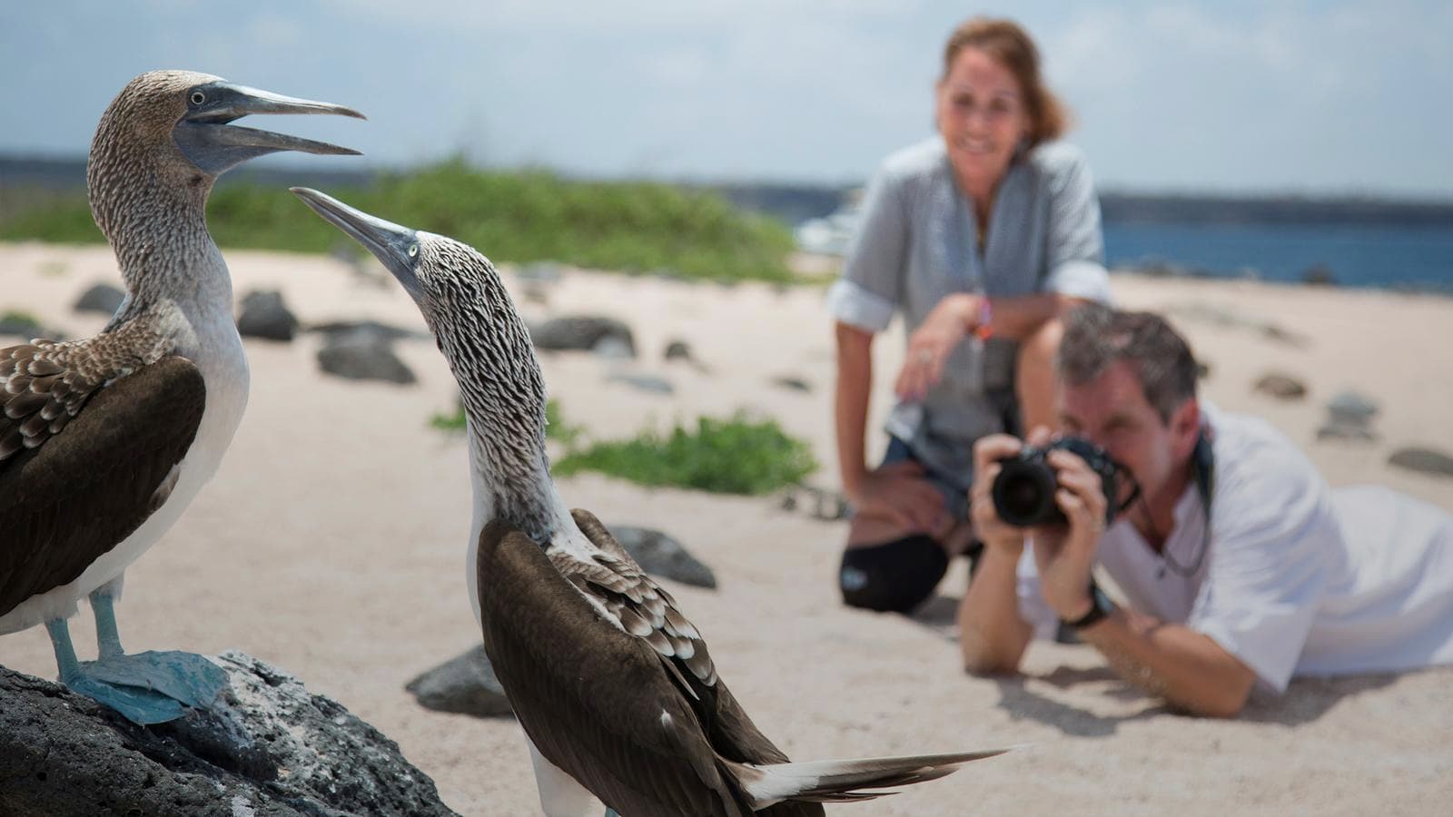 The Galápagos: Wildlife of Santa Cruz & Isabela Islands