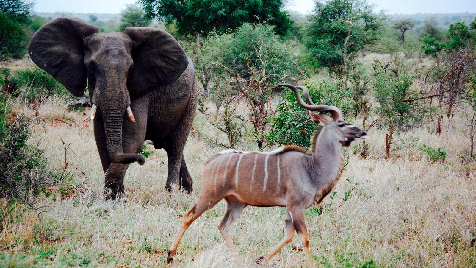 Best of Kruger & Victoria Falls