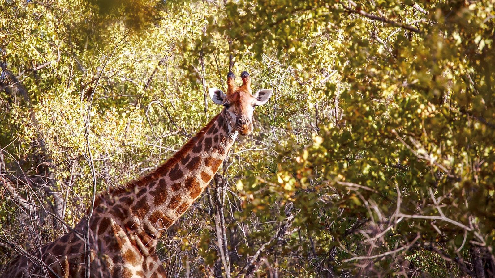 Highlights of Kruger National Park