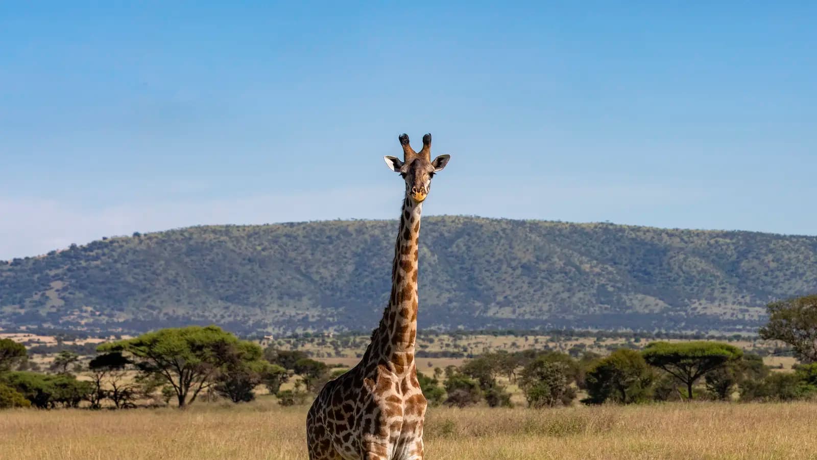 Tanzania: Safari Thrills of the Serengeti and Zanzibar Shores