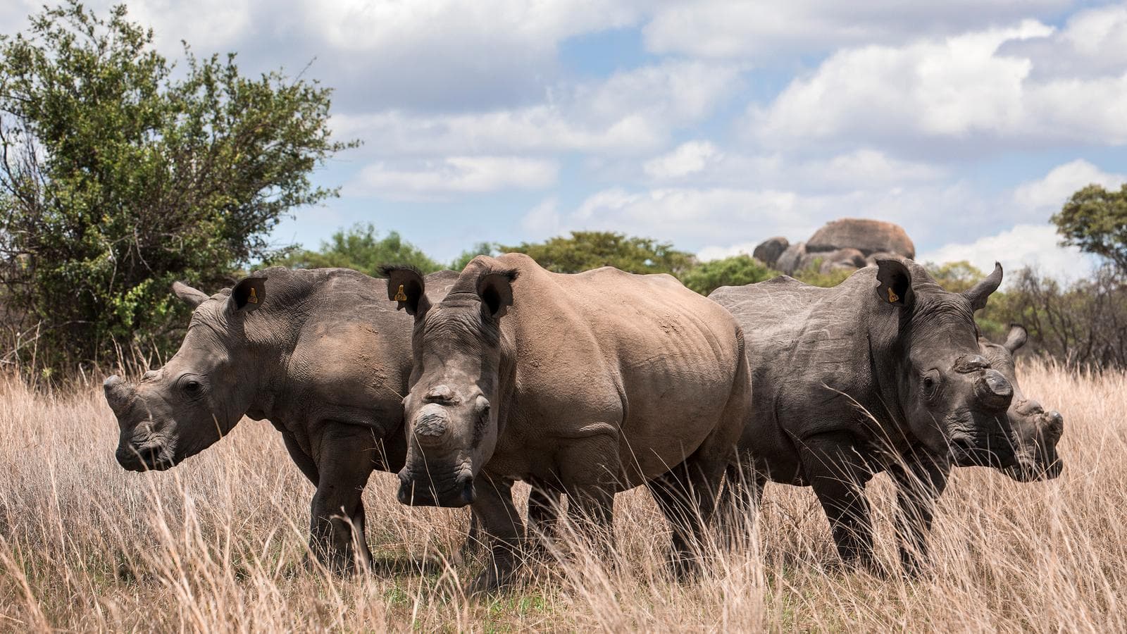 Journeys: The Great Southern Africa Safari