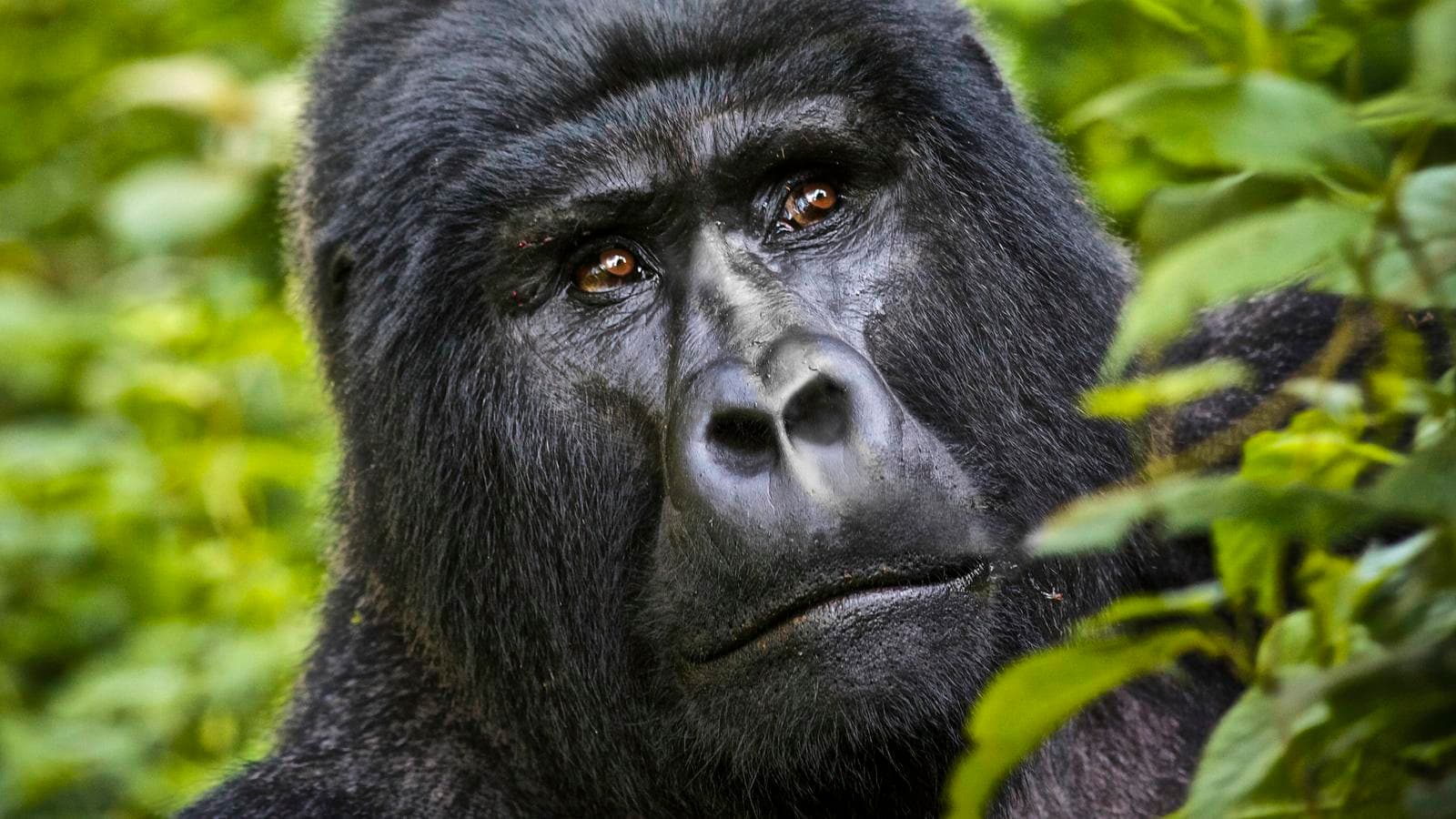 Kenya & Uganda Gorilla Adventure