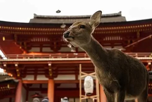 Nara Extension