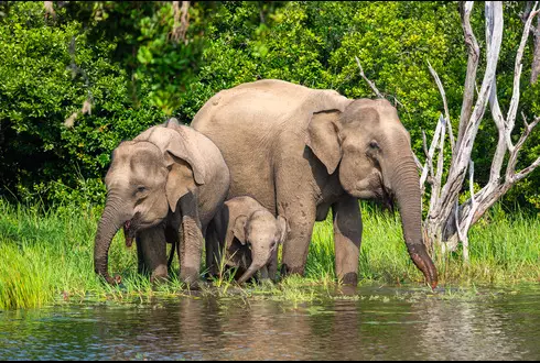 Sri Lanka Escape Private Tour
