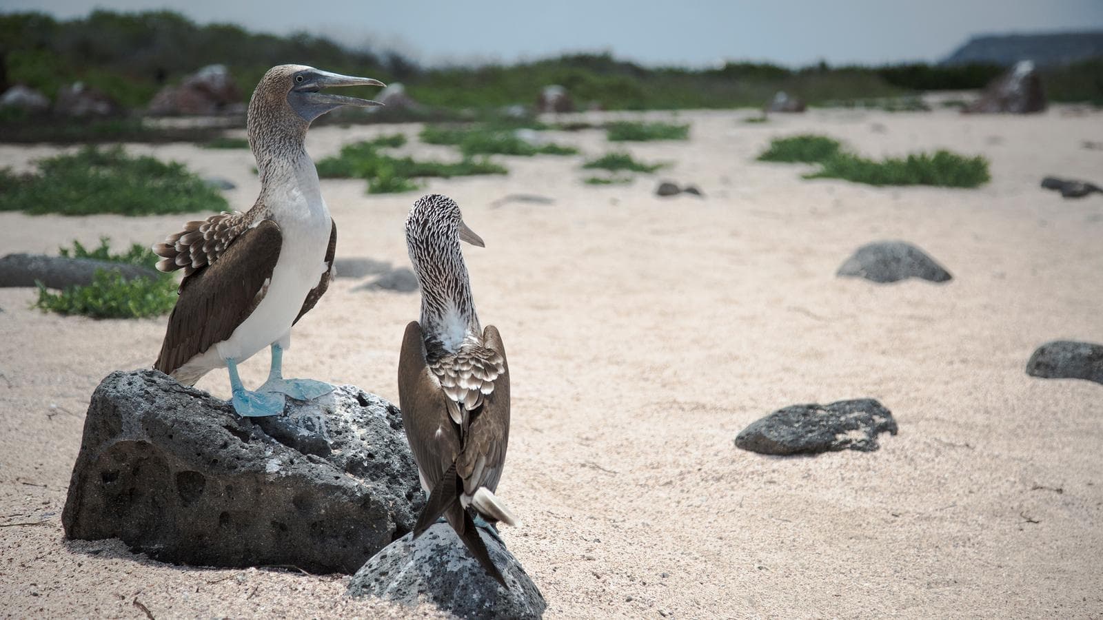 Ecuador Beaches & Coastal Adventure