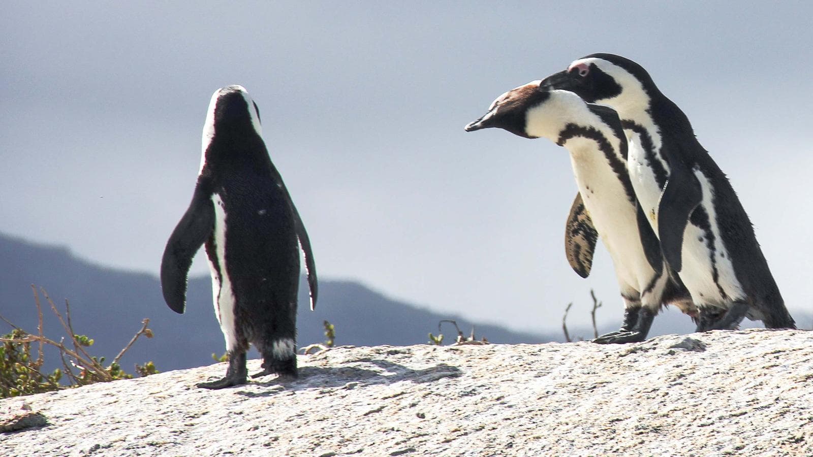 Cape Town Nature And Wildlife Day Tour