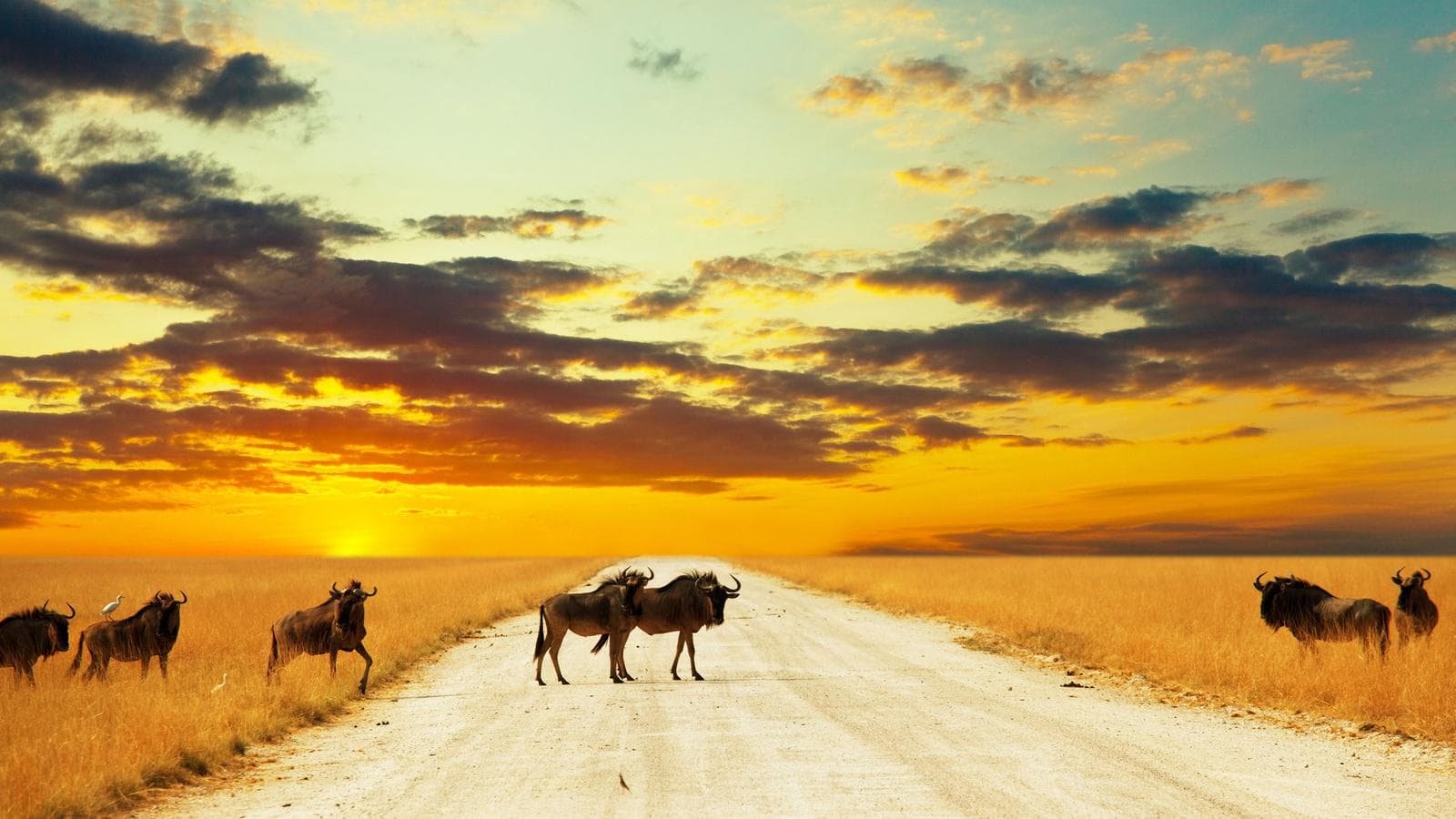 Ultimate Africa