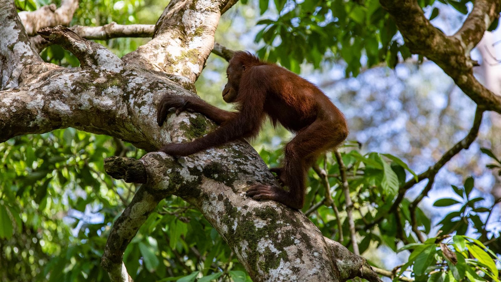 Highlights of Borneo